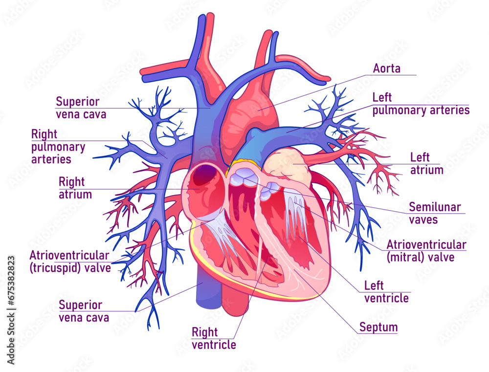 Human heart anatomy illustration, cross section of human heart. Vector ...