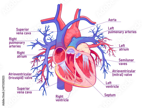 Human heart anatomy illustration, cross section of human heart. Vector medicine illustration.
