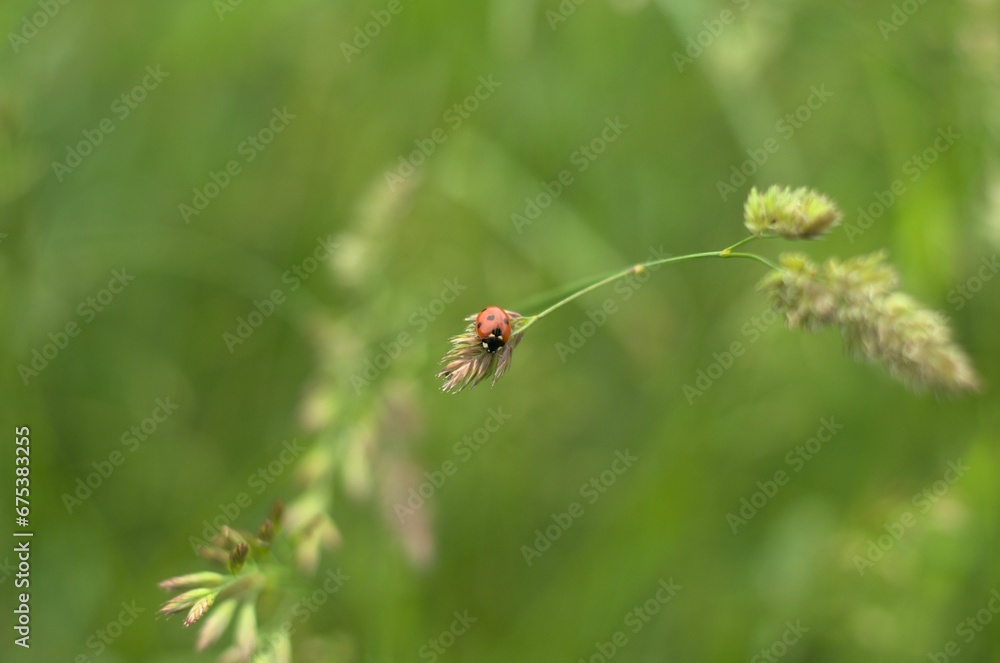 Close-up shot of a Seven-spot ladybird perched atop a flower Close-up shot of a Seven-spot ladybird perched atop a flower