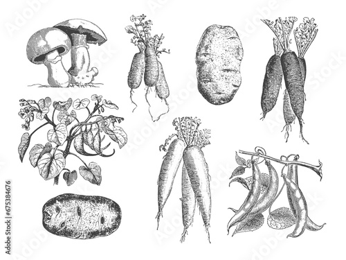 Set of Garden Vegetables Vintage Etched Illustration 