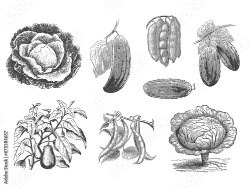 Set of Garden Vegetables Vintage Etched Illustration 