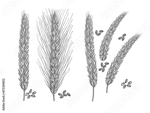 Vintage Engraving Illustration Set of Wheat Grain Varieties