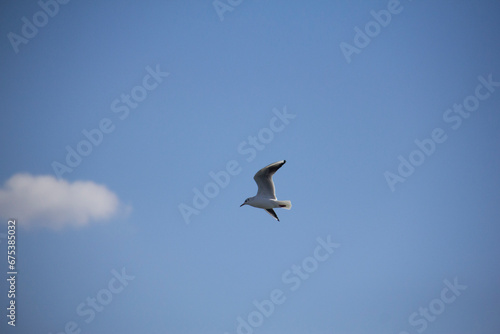 Birds flying over a lake in the west of Tehran