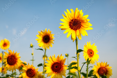 Close-up of sunflowers in the field  sunny day