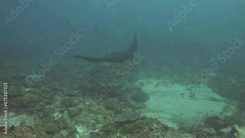 Wallpaper Mural Manta Nusa Penida Torontodigital.ca