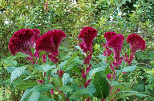 Celosia cristata , Crête de coq photo