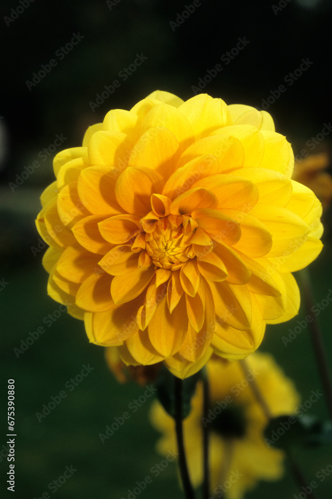 Fototapeta premium Dahlia x 'Clovis' , Dahlia