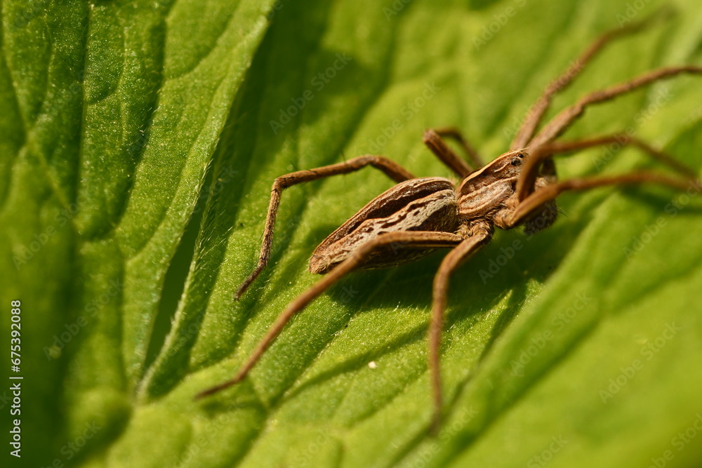 spider on a green leaf spider on a green leaf