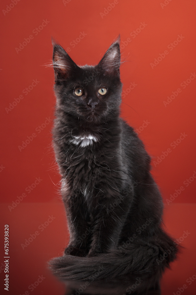 Black kitten of the Maine Coon breed on a red background. Nice Cat in the studio