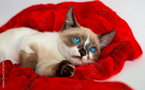 Cute munchkin kitten with bright blue eyes lies on a red background in the studio
