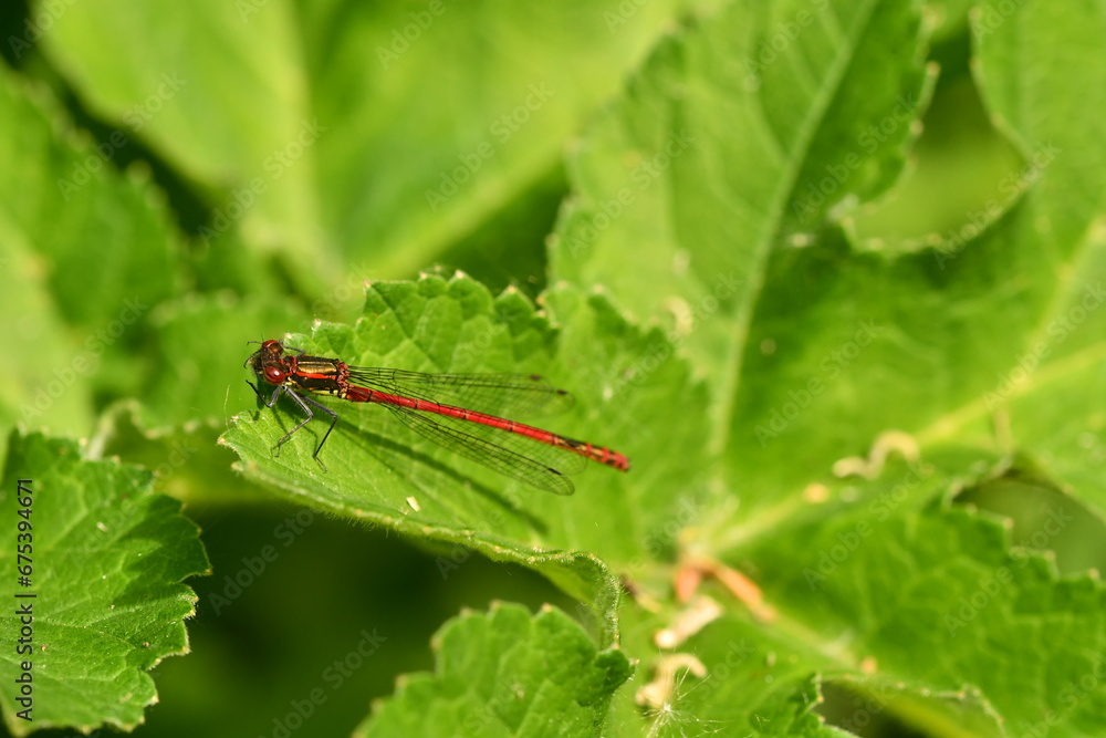 Fototapeta premium Daselfy