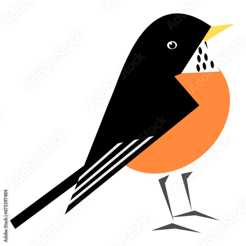 American robin bird
