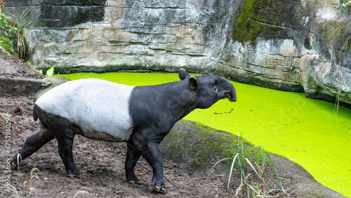 a Malayan tapir walking in the zoo photo