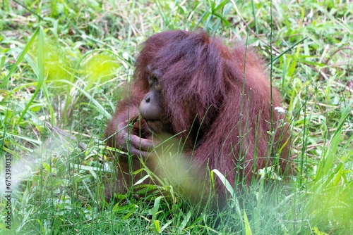 a young oranguel is sitting in the grass with his hands clasped photo