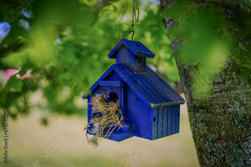 Closeup of Active Blue Birdhouse Hanging from Oak Tree