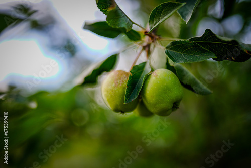 Green apples growing on branch
