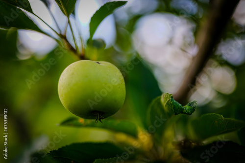 Green Apple growing on branch
