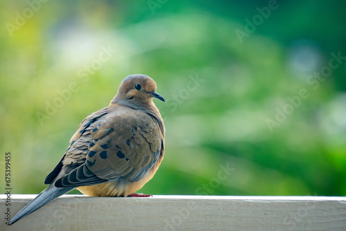 Mourning Dove Sitting on Fencepost Against Bokeh Green Background