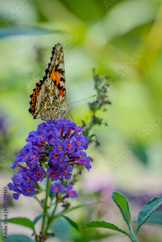 Monarch Butterfly on Blossoming Butterfly Bush