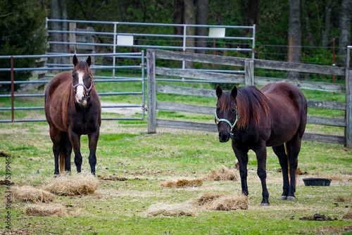 Horses Eating Hay in a Fenced Grazing Field