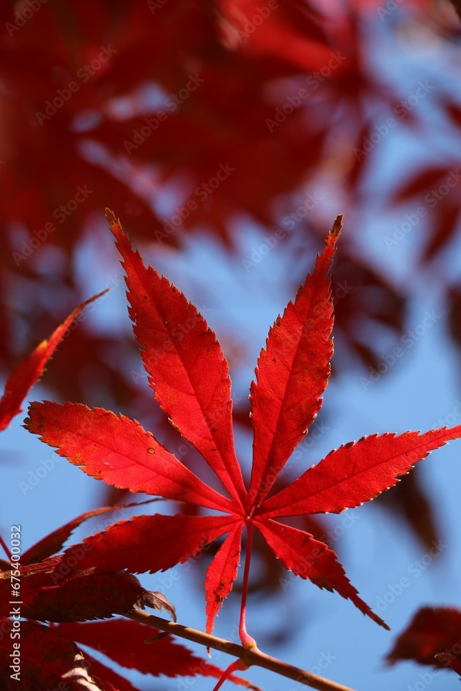 Vibrant red leaf of Japanese maple. Acer palmatum. Vibrant red leaf of Japanese maple. Acer palmatum.