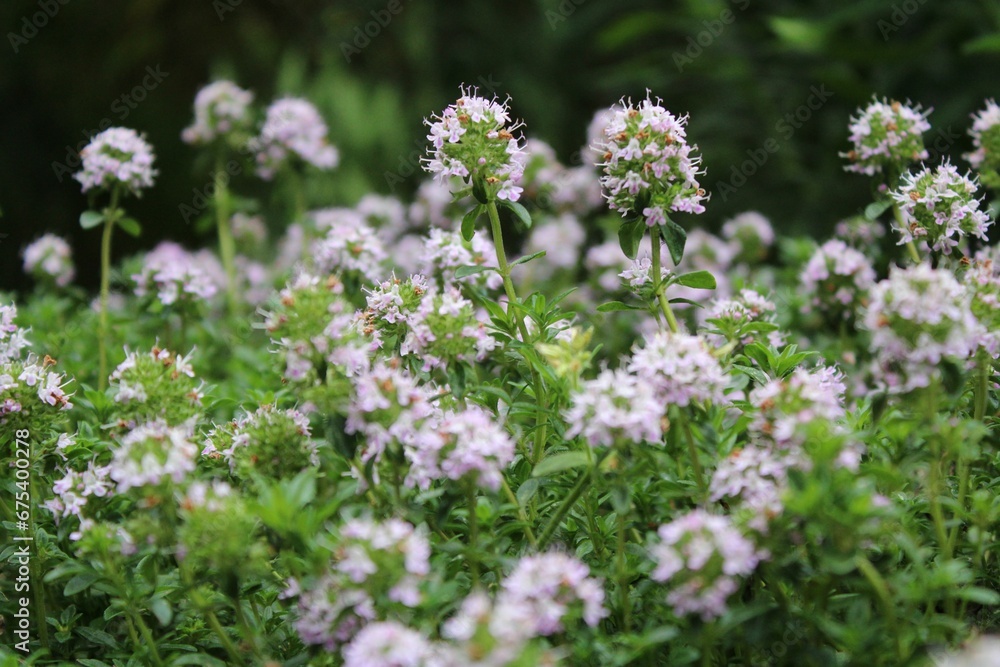 Beautiful array of creeping thyme flowers in full bloom, growing in a lush green field Beautiful array of creeping thyme flowers in full bloom, growing in a lush green field