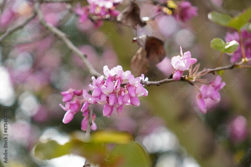 Vibrant Judas tree with an abundance of lush green foliage Vibrant Judas tree with an abundance of lush green foliage