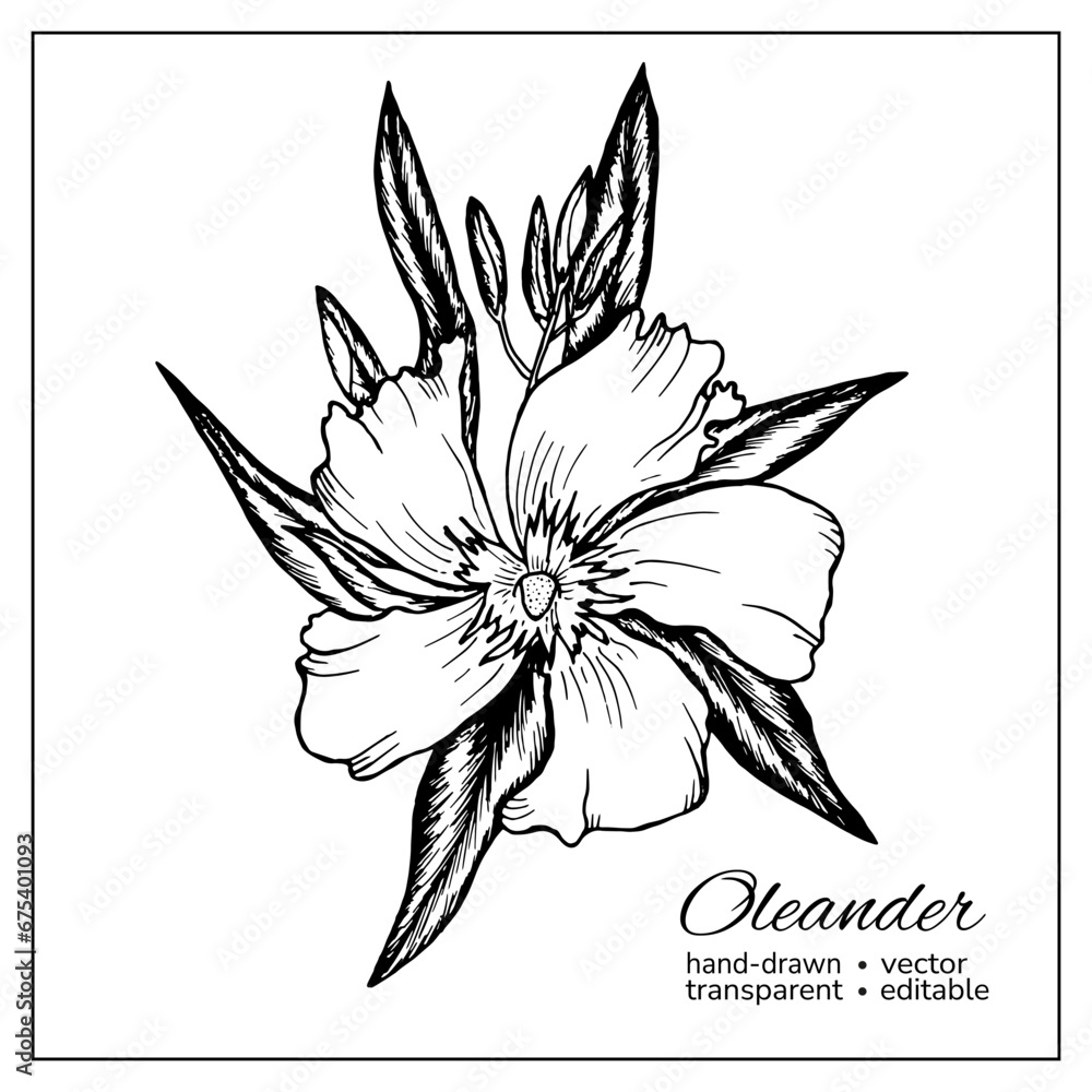 Fototapeta premium Oleander blossom. Hand drawn oleander bloom with leaves. Garden flower botanic illustration for decoration, coloring books, articles.