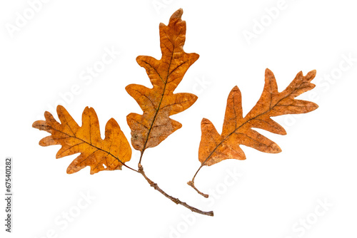 Oak tree autumn dry brown leaf and branch isolated transparent png. Adaxial surface or upper side of fall foliage. photo