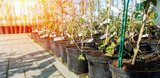 young fruit trees in a tree nursery