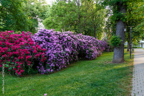 Flowering rhododendrons in the city park in Bad Hersfeld town. Germany.