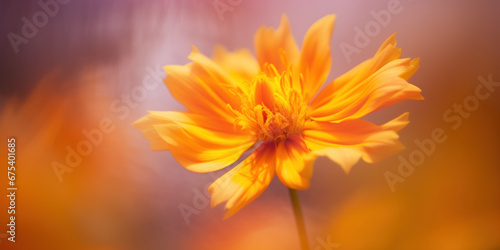 vue macro en gros plan d'une fleur orange sur fond flou