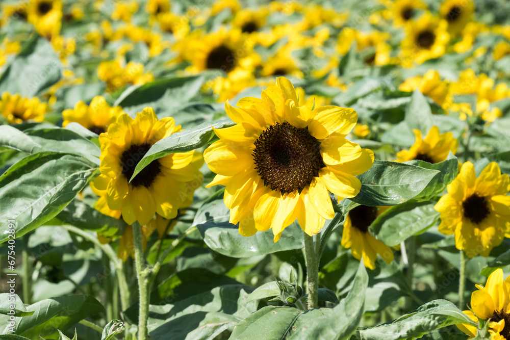 Obraz premium Beautiful field of sunflowers.