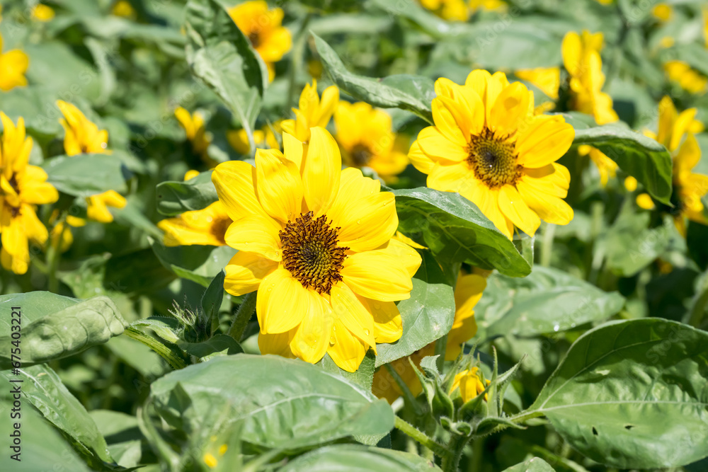 Beautiful sunflowers in a field. Beautiful sunflowers in a field.