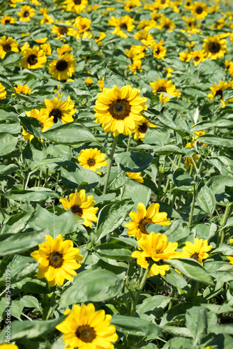 Beautiful field of sunflowers.