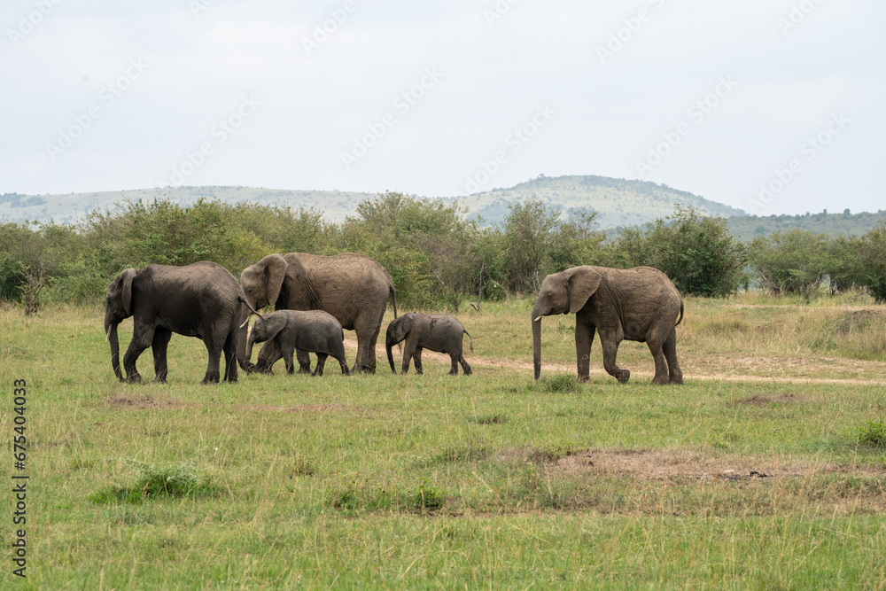 Family of elephants wandering through the Masaai Mara Reserve in Kenya Africa