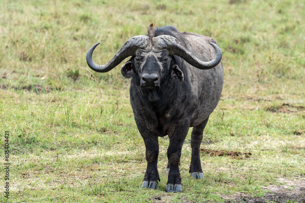 Cape Buffalo in Serengeti National Park Tanzania Cape Buffalo in Serengeti National Park Tanzania