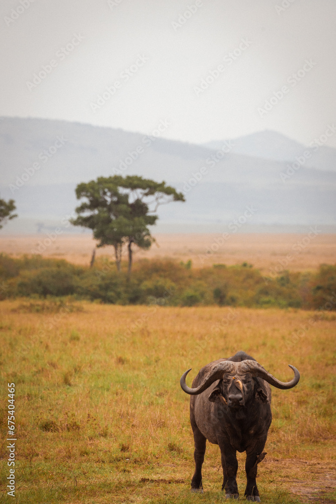 Cape Buffalo in Serengeti National Park Tanzania Cape Buffalo in Serengeti National Park Tanzania