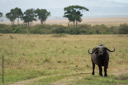 Cape Buffalo in Serengeti National Park Tanzania - bird on head