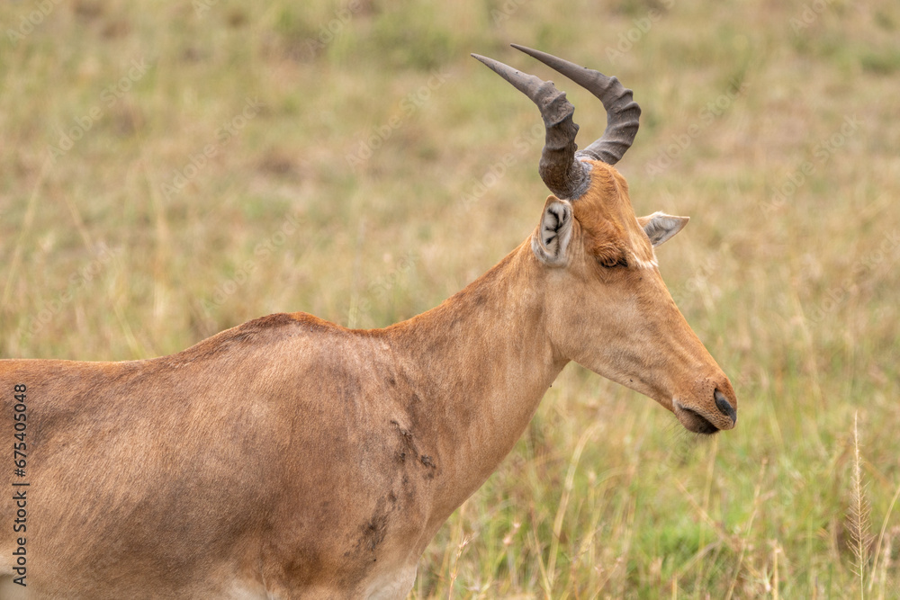 Impala in Serengeti National Park Tanzania Africa Impala in Serengeti National Park Tanzania Africa