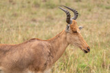 Impala in Serengeti National Park Tanzania Africa
