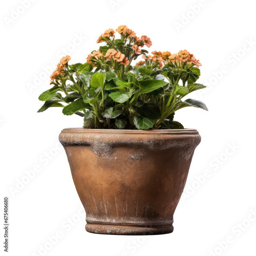 Isolated Flower Pot on Clean White Background