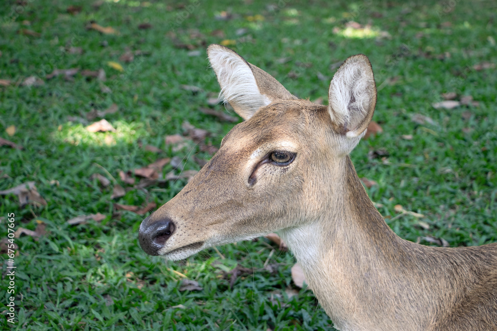 Deer head, female deer, lying on the green grass. The cuteness of wild animals in the zoo in Thailand