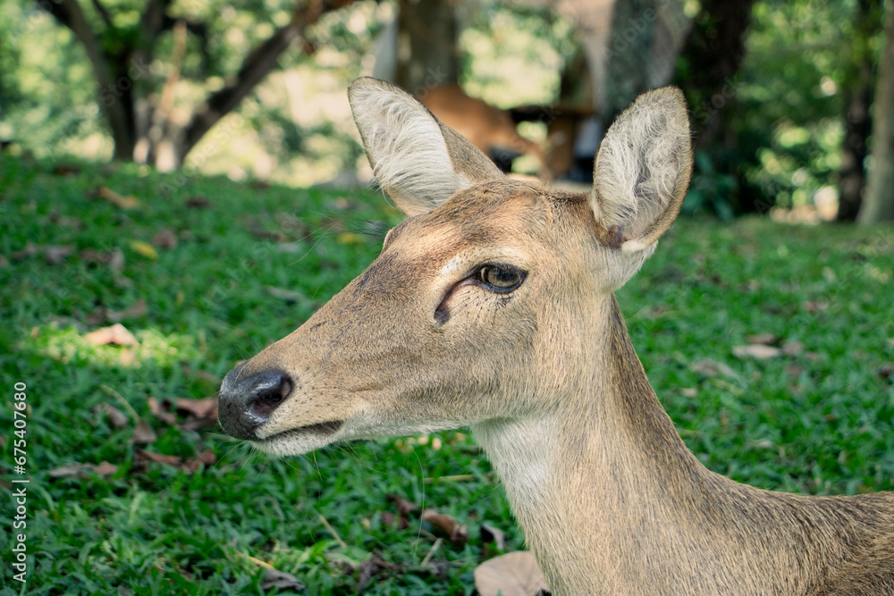 Deer head, female deer, lying on the green grass. The cuteness of wild animals in the zoo in Thailand