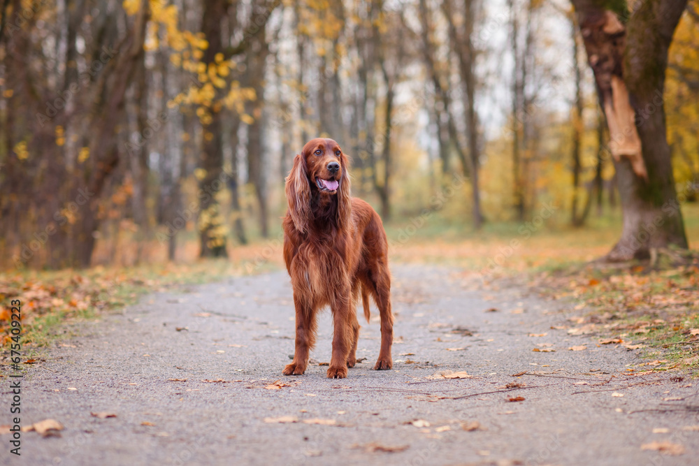 chocolate Irish setter on a walk in the autumn park among the yellow-red leaves waiting for the owner