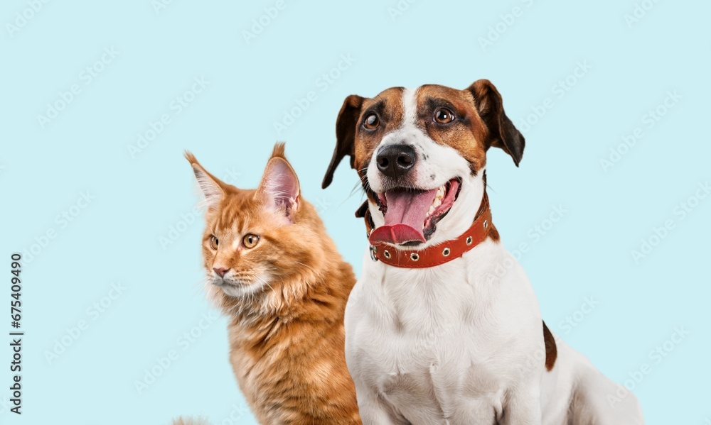 Obraz premium Happy young dog and cat pets