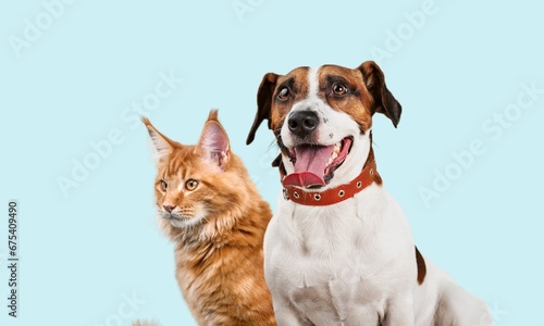 Happy young dog and cat pets