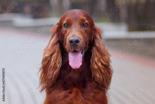 close-up portrait of a chocolate Irish setter on a walk in an autumn park among yellow-red leaves