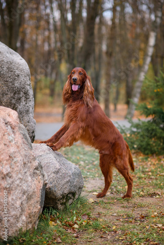 chocolate Irish setter on a walk in the autumn park among the yellow-red leaves waiting for the owner