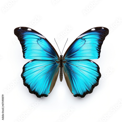 Bright Blue Butterfly  Isolated on Clean White Background